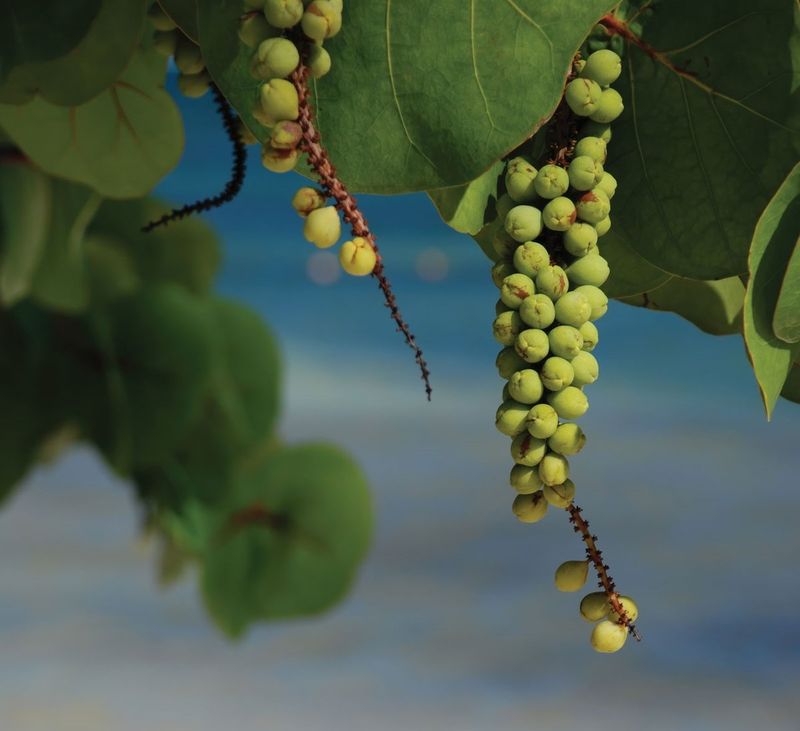 The Coastal Favorite Bearing Fruit
