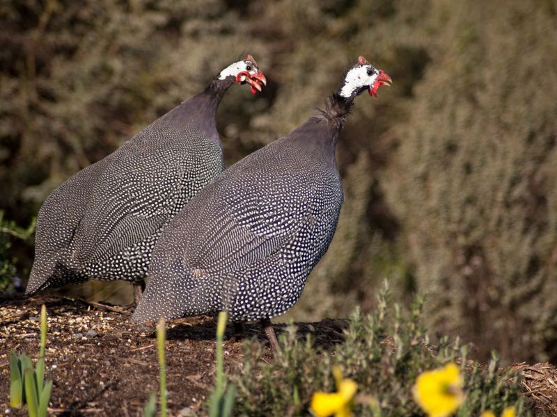 A Guinea Fowl Can Host A Tick