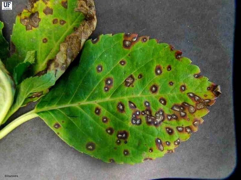 Distinct Spots Point to a Different Investigation