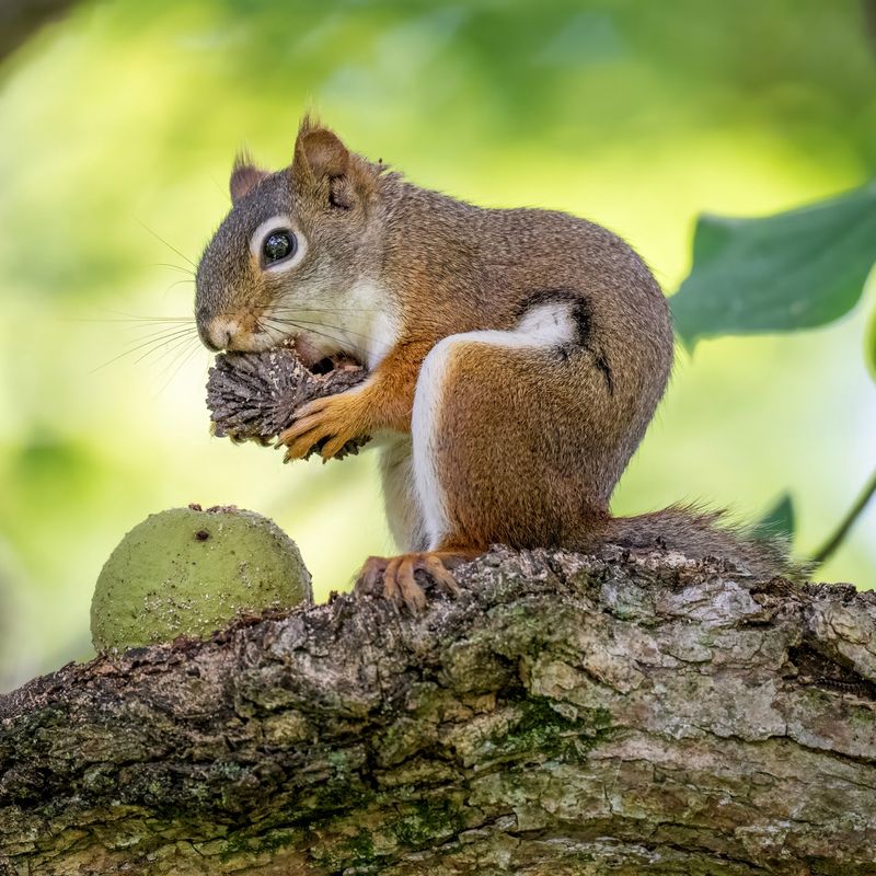 Squirrels Still Depend on Its Seasonal Bounty