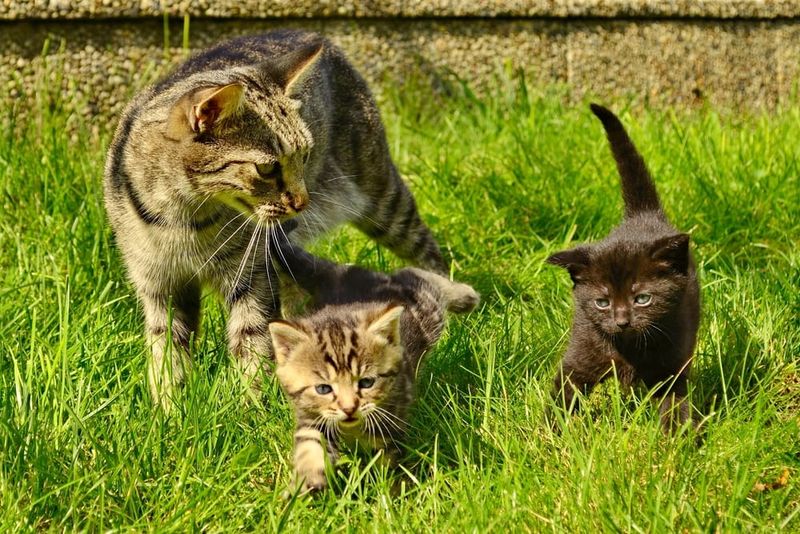Mother Cats Really Do Demonstrate Hunting