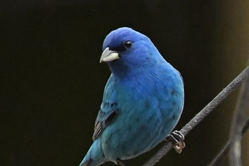 Why The Blue Looks Almost Impossible