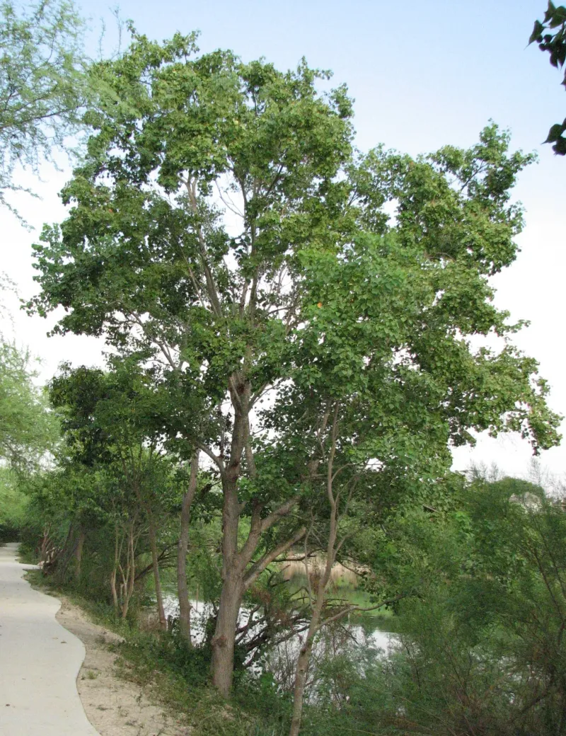 The Tree Behind the Revised Headline