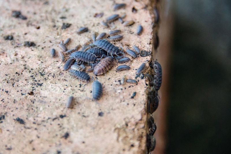 Pillbug Numbers Cannot Test Your Soil