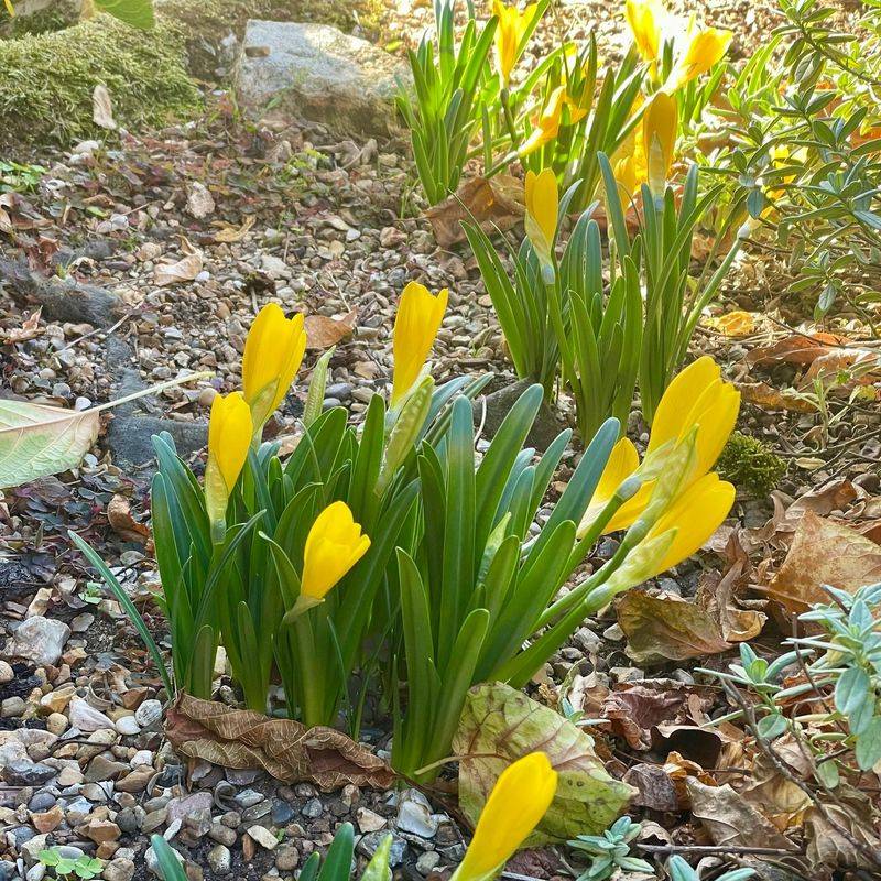 Autumn Daffodils Bring Golden Light To Fall Gardens