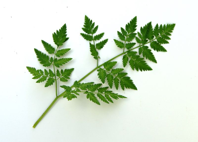 Compare the Whole Leaf Shape