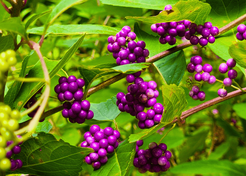Researchers Tested Beautyberry Leaves and Compounds