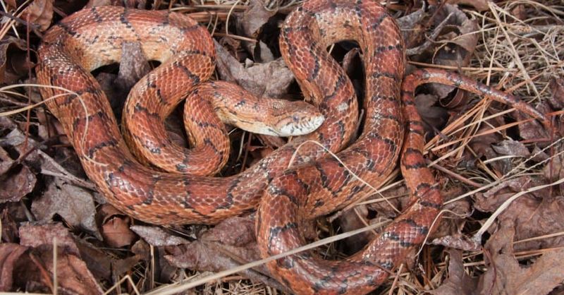 A Sighting May Point To Shelter Or Prey