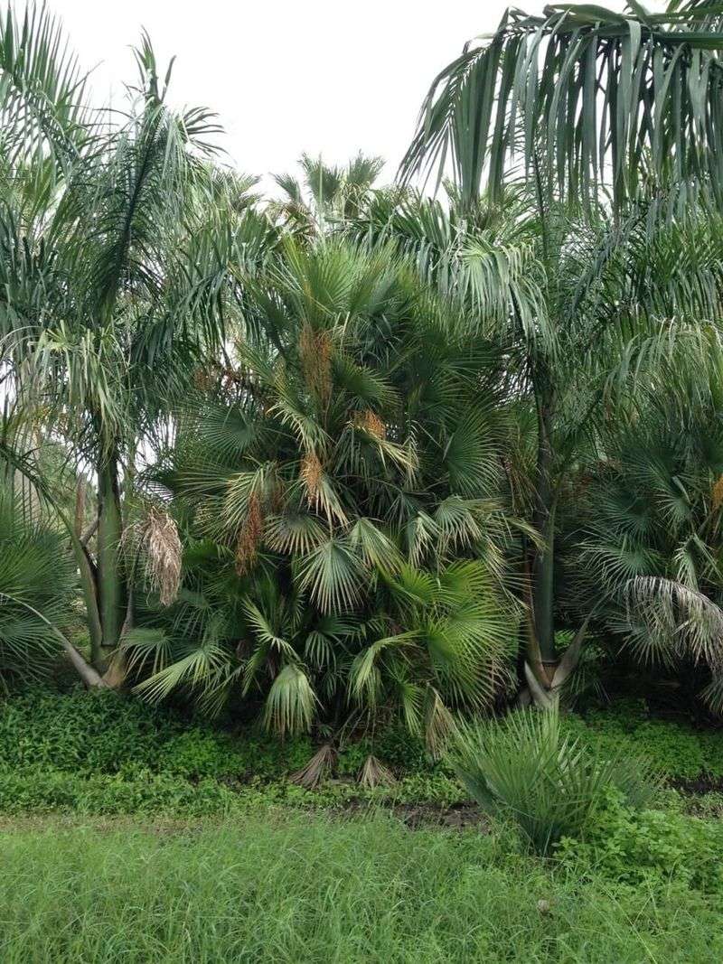 A Tropical Mood, Not an Areca Replica