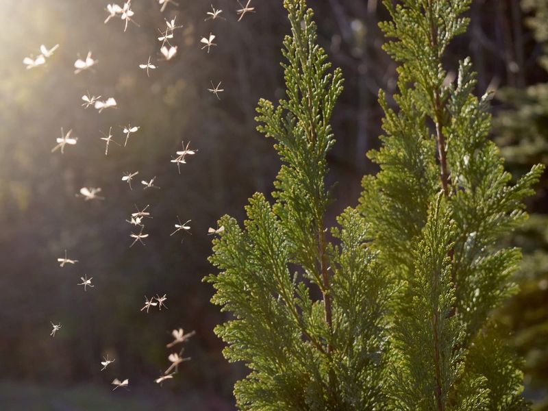 The Mosquito Research Does Not Prove A Texas Hedge Works