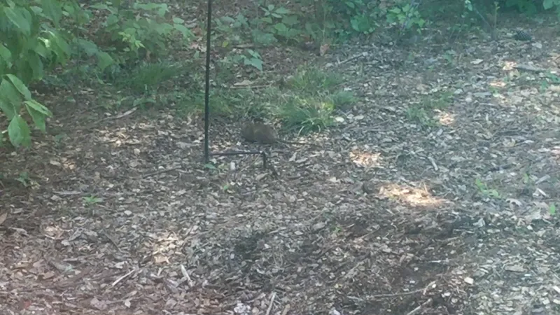 Create One Modest Habitat Edge