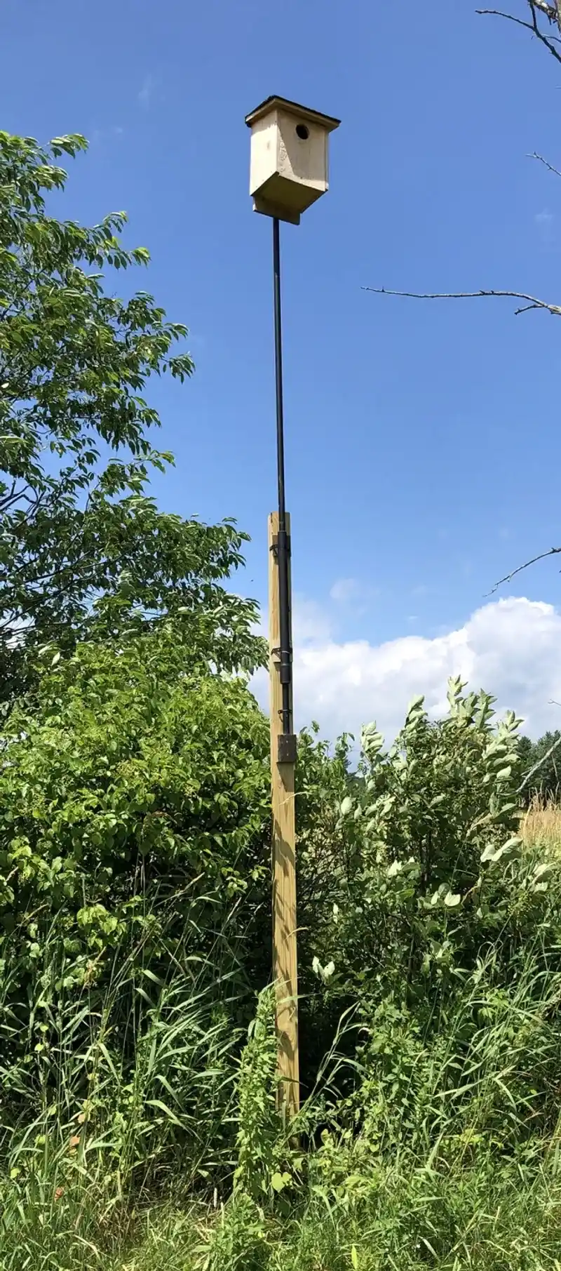 Why A Nest Box Usually Fails The Backyard Test