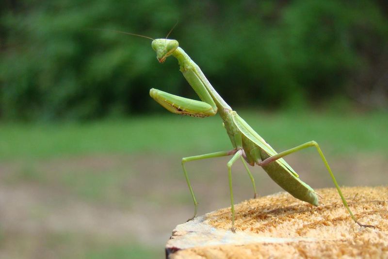 Leave The Mantis Where It Chose
