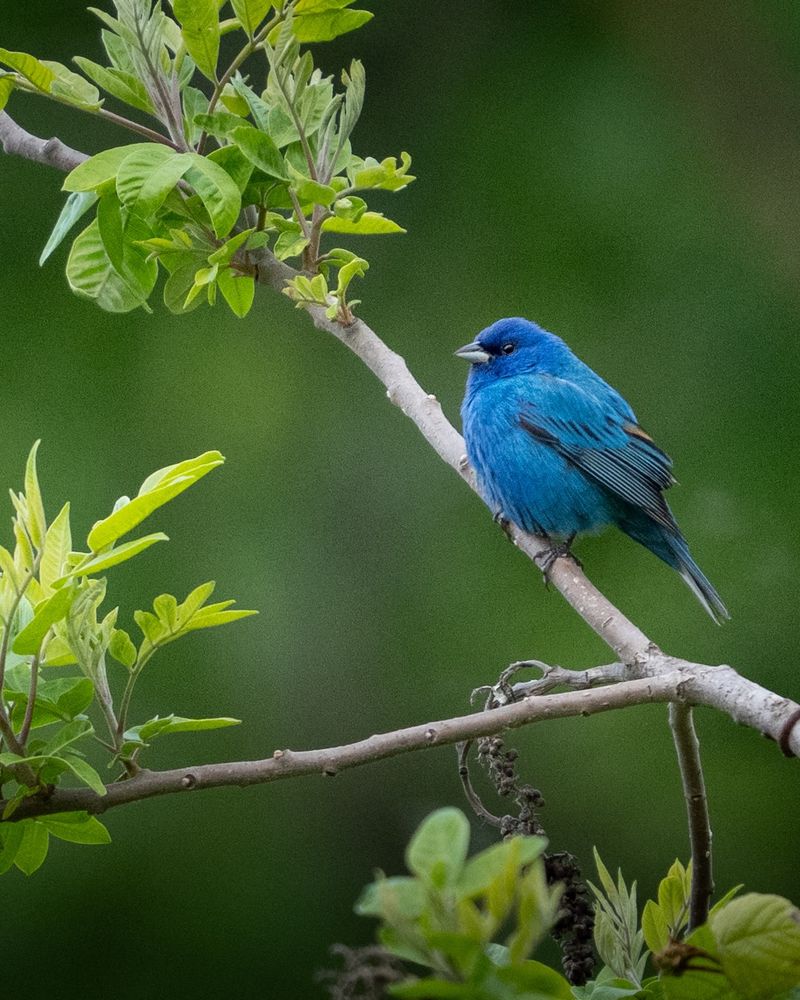 The Indigo Bunting Means Usable Habitat Is Nearby