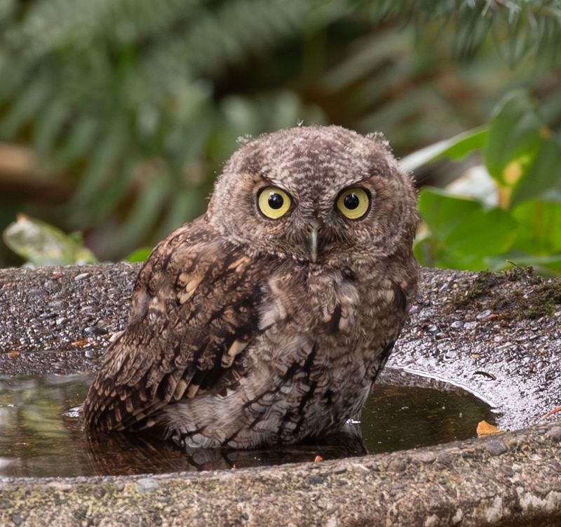 Read the Sighting as Habitat, Not an Omen
