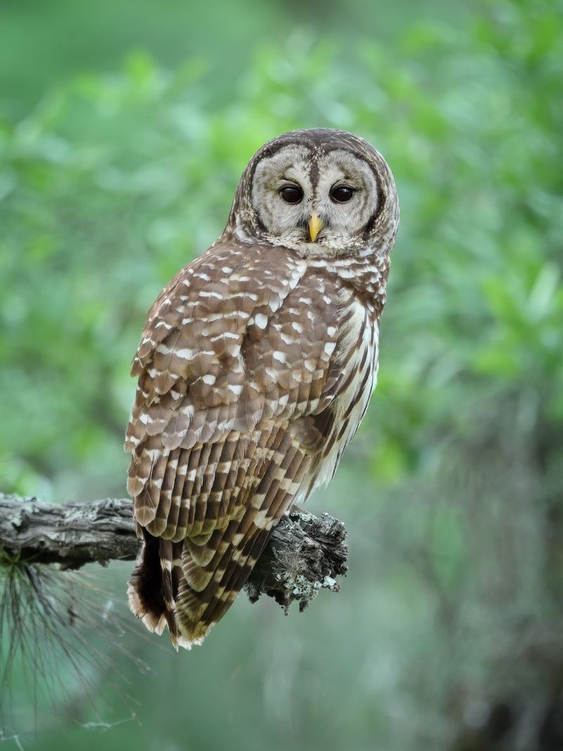 The Voice Belongs To A Barred Owl