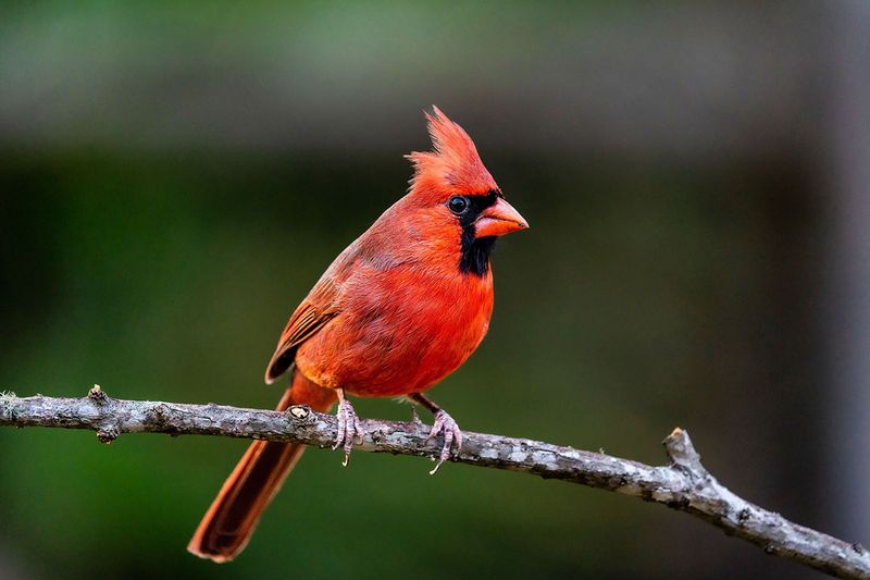 The Bird Is a Northern Cardinal
