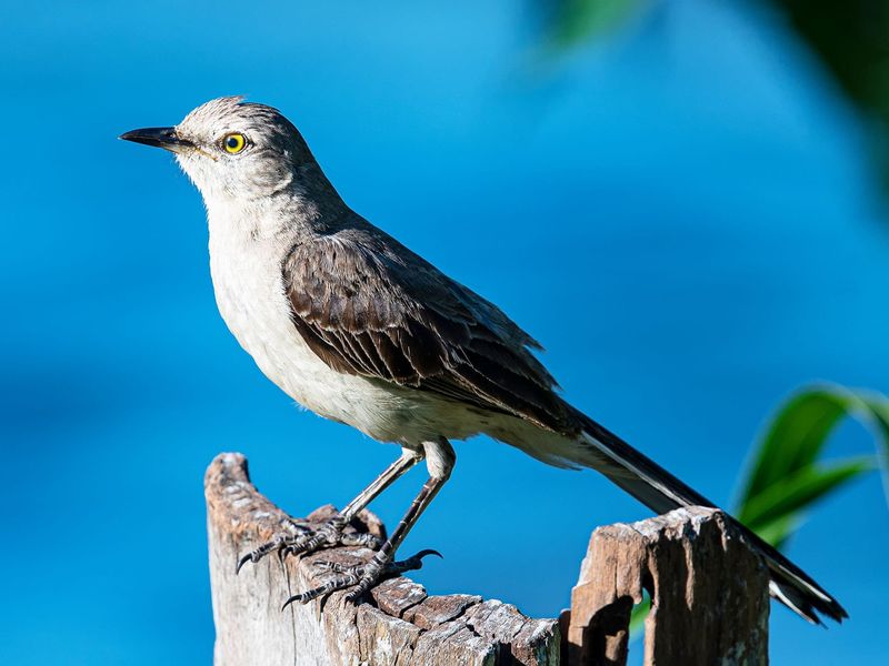 First Confirm The Bird Before Reading Its Behavior