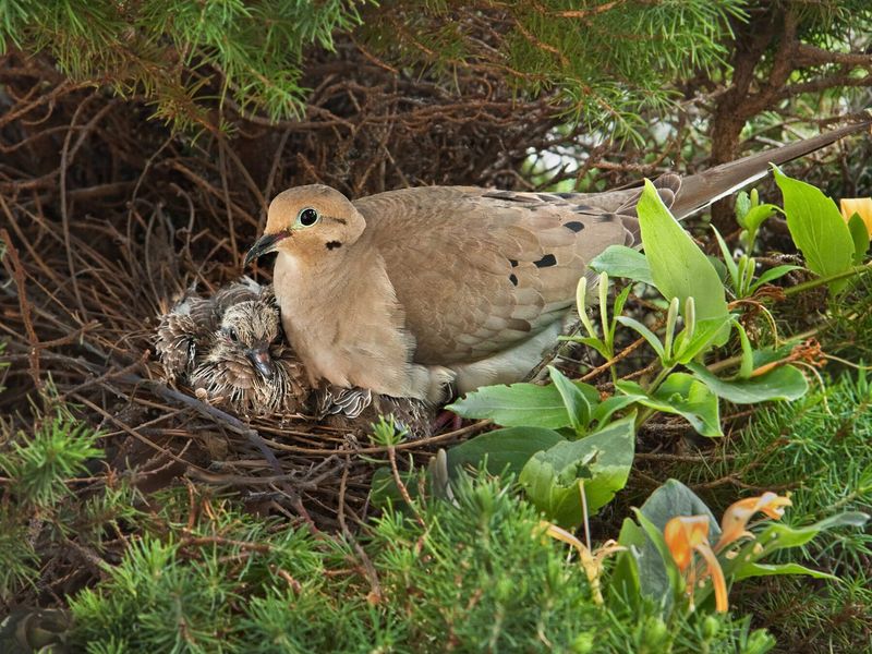 What A Nesting Pair Most Likely Means