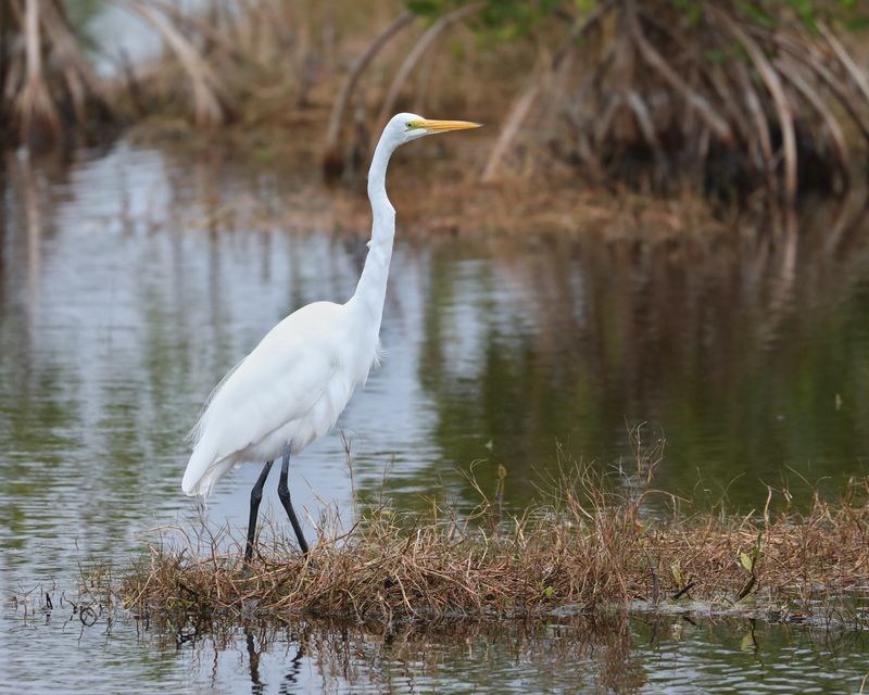 That White Wader May Be A Great Egret