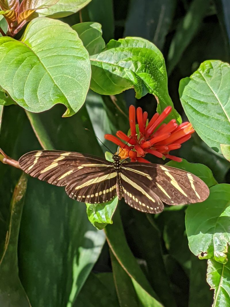 Build A Yard That Feeds Adults And Larvae