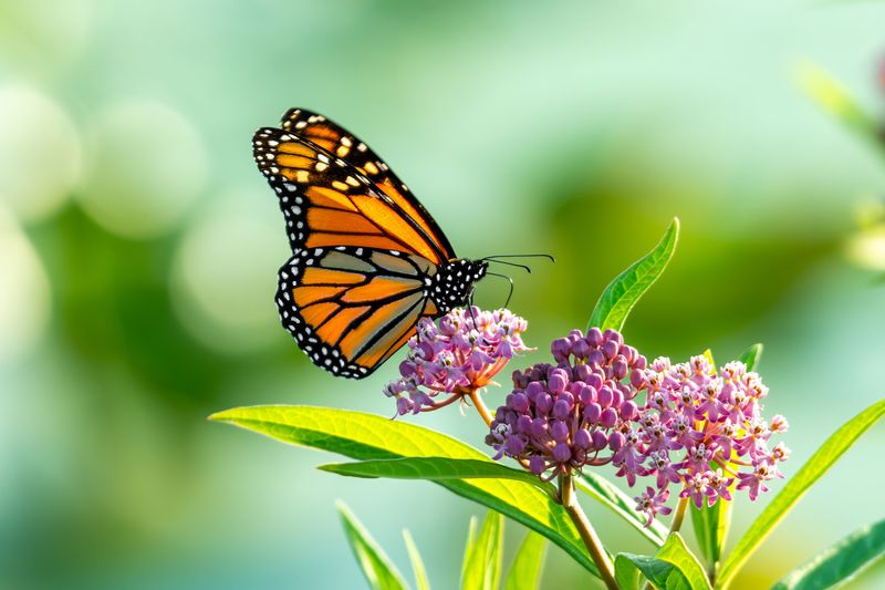 The Monarch In Your Yard May Not Be Mexico-Bound