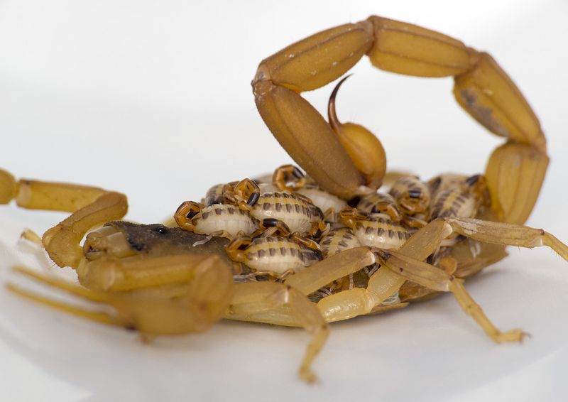 The Striped Bark Scorpion Is Widespread, Not the Whole Story