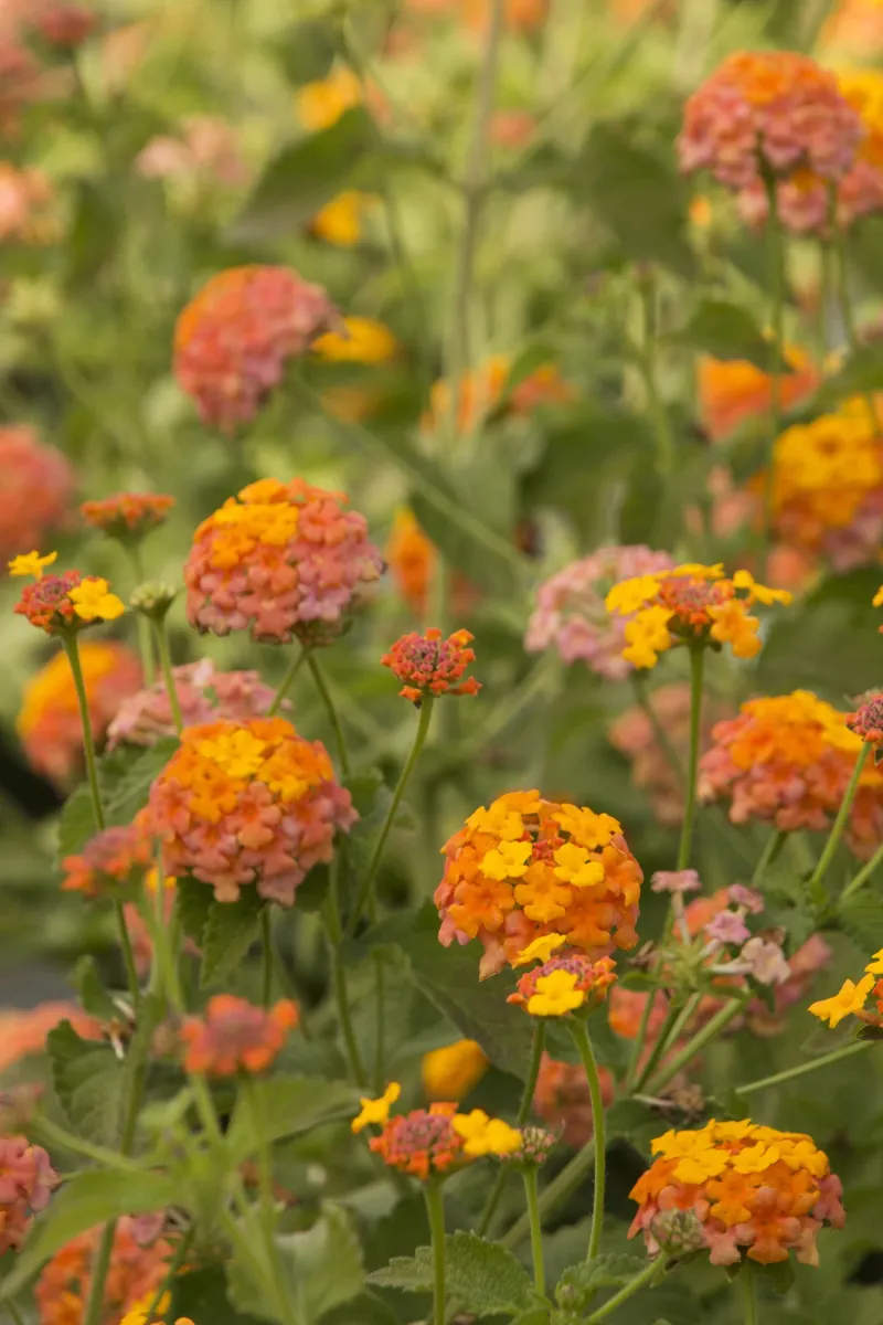 Meet the Hardy Lantana Worth Considering