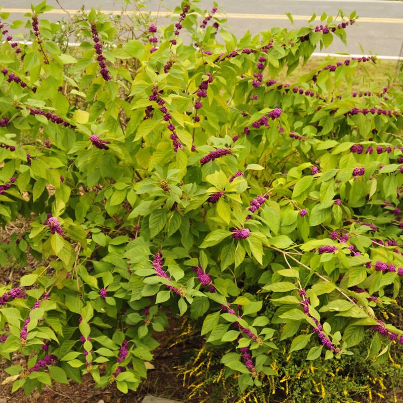 Meet North Carolina's American Beautyberry