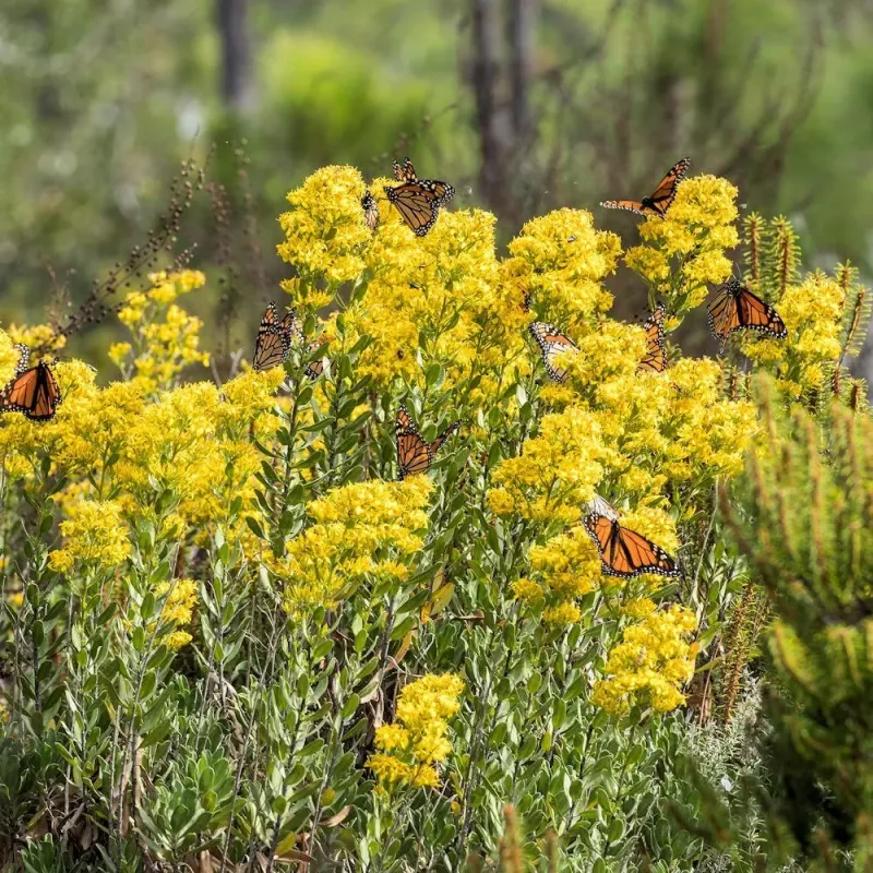 An Overlooked Pennsylvania Native Helps Monarchs in Fall