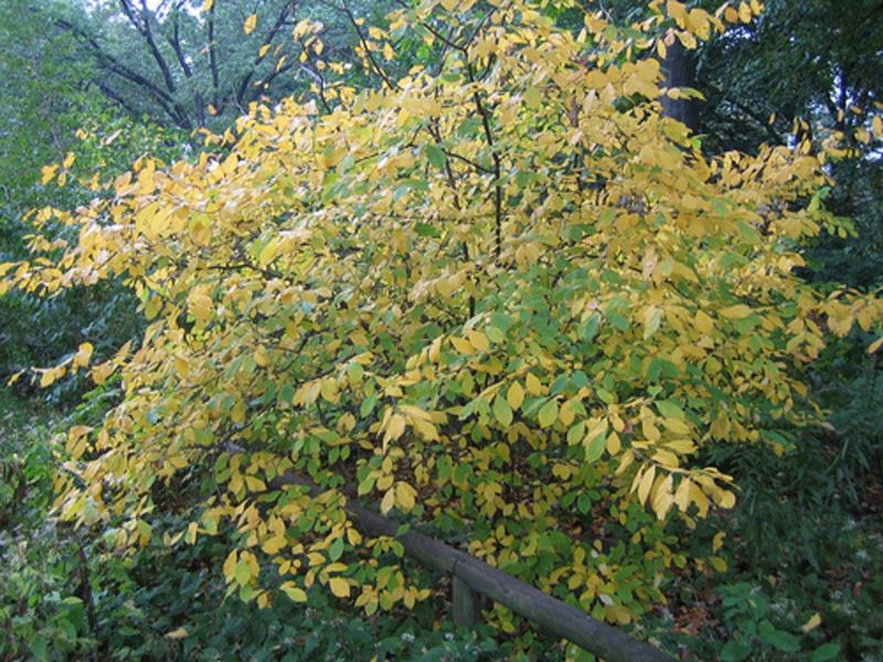 Why Northern Spicebush Fits A Difficult Pennsylvania Corner