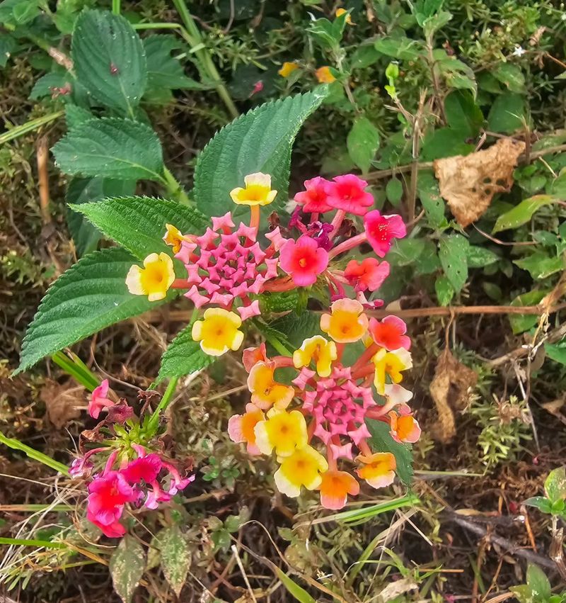 The Flower Cluster Changes Its Story
