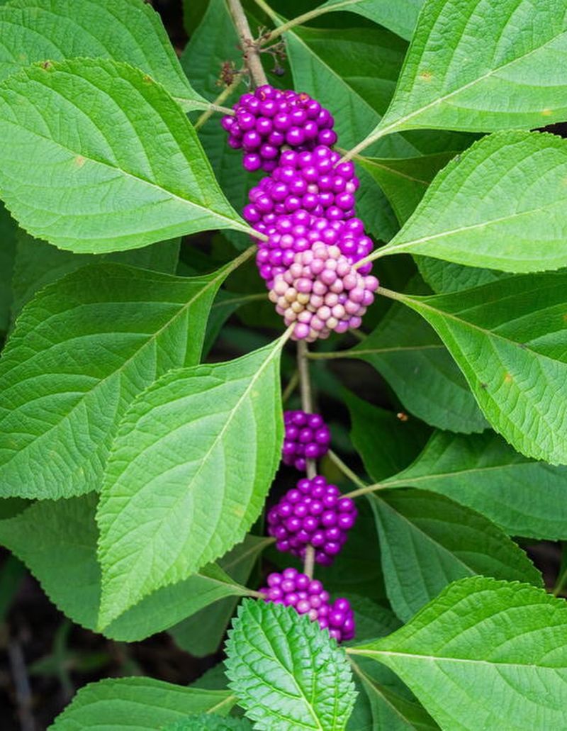 The Plants Are Overlooked, Not Impossible To Find
