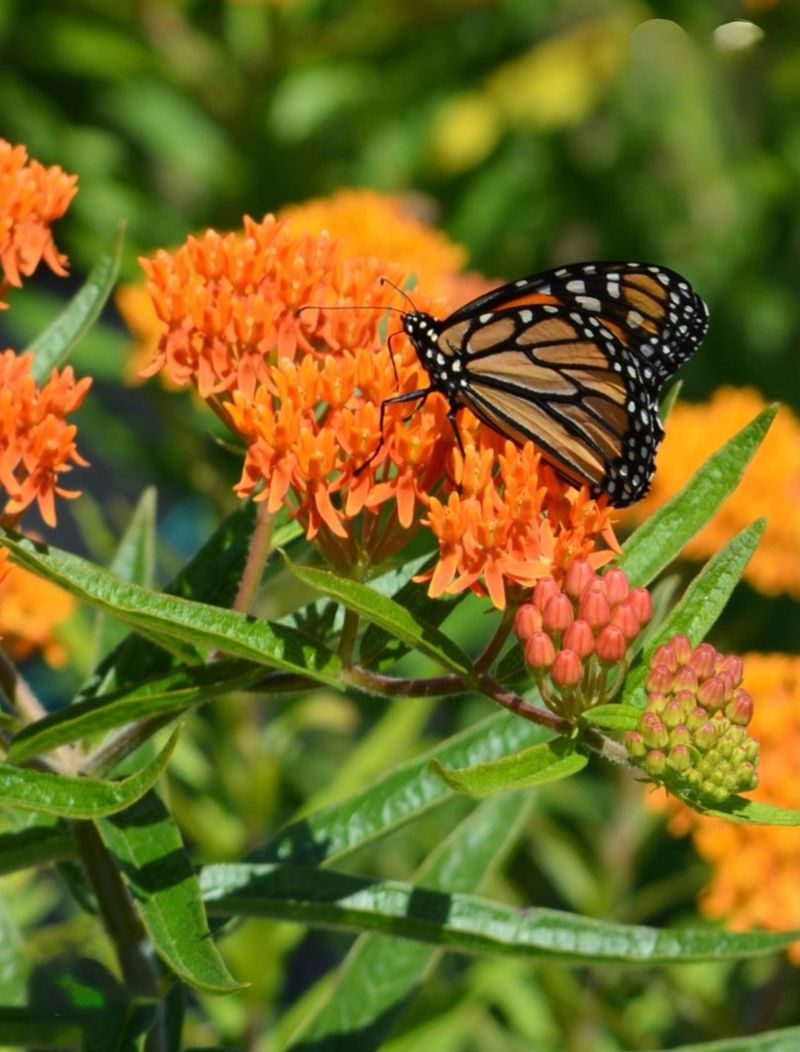 Butterflyweed Fits Many Sunny, Moderately Dry Florida Beds