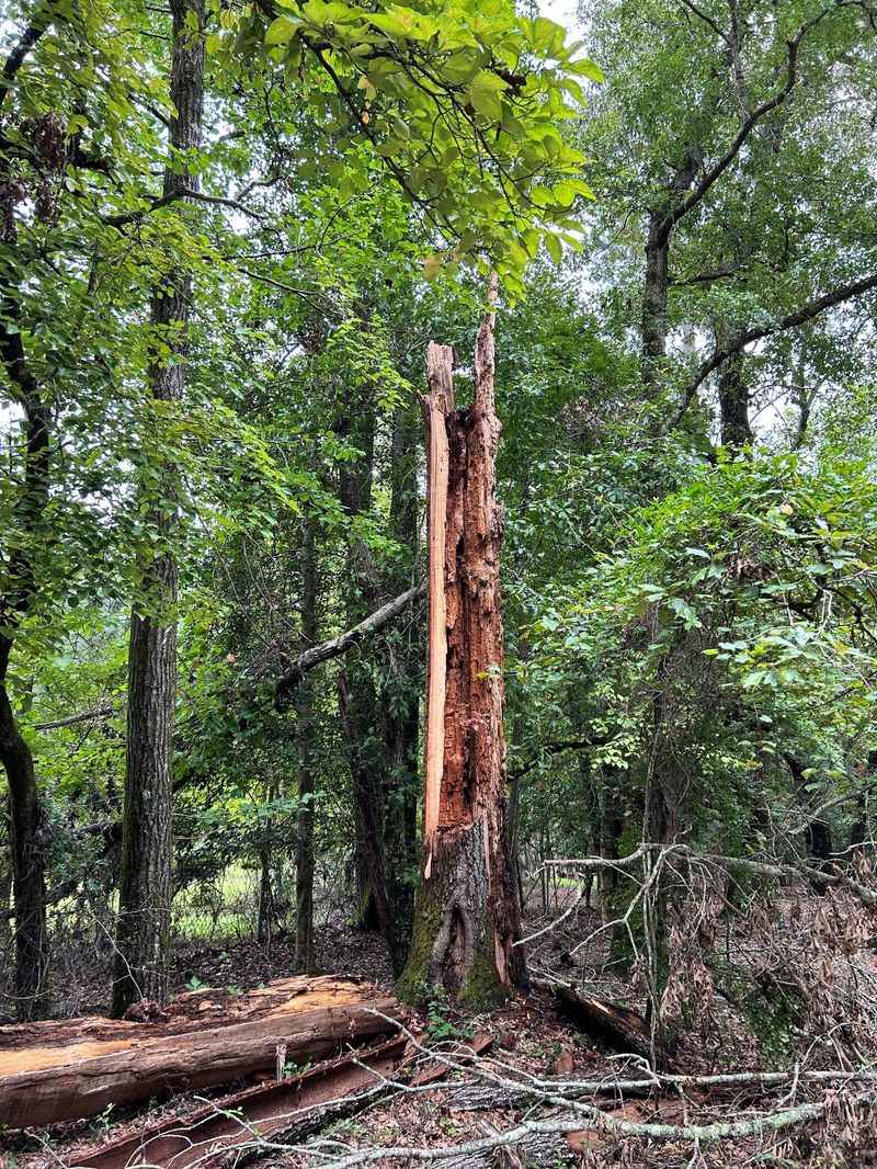 Water Oaks Are A Recipe For Disaster