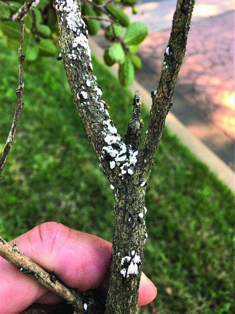 Crape Myrtle Bark Scale Is No Neighborly Visitor