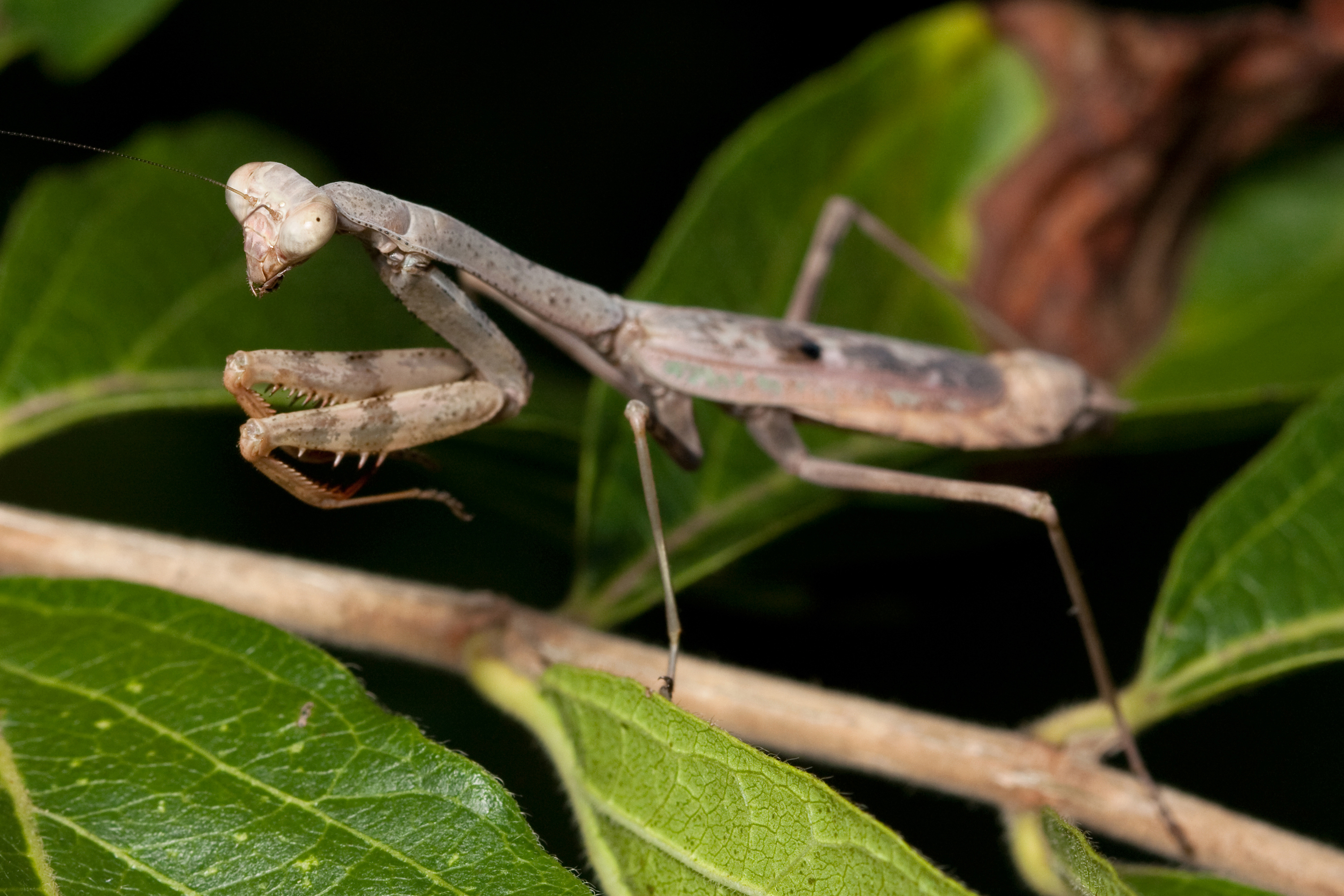 Carolina Mantises Are Stealthy Hunters