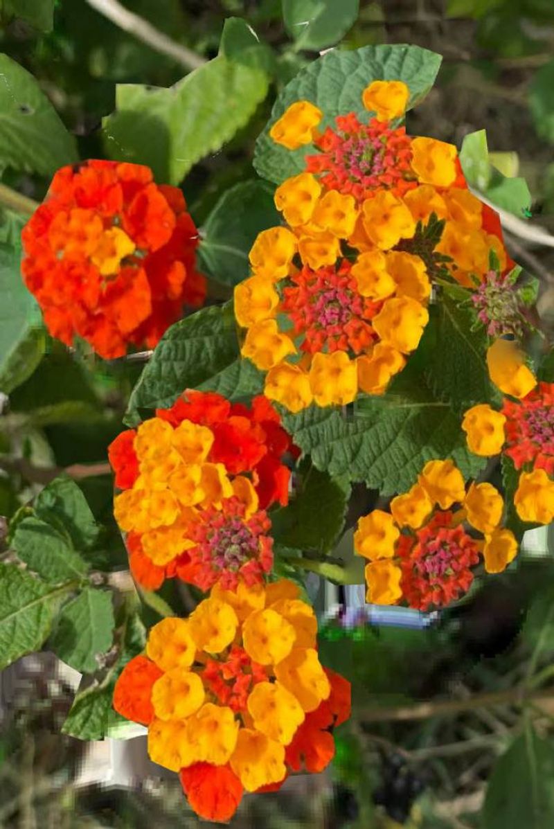 The Plant Behind The Mystery