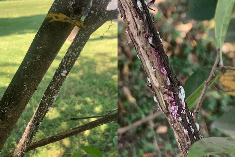 Crape Myrtles Bring Hidden Headaches Along The Fence