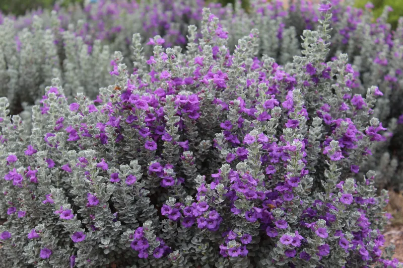Texas Sage Cultivars Keep Getting Tougher