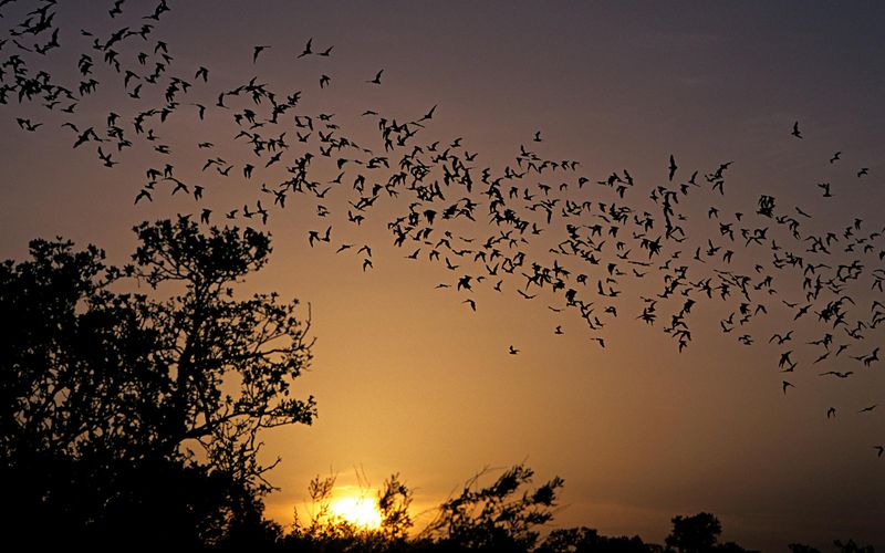 The Buzzing Antagonists And Their Nighttime Hunt