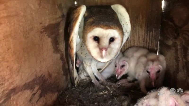 Barn Owls Master The Night Hunt