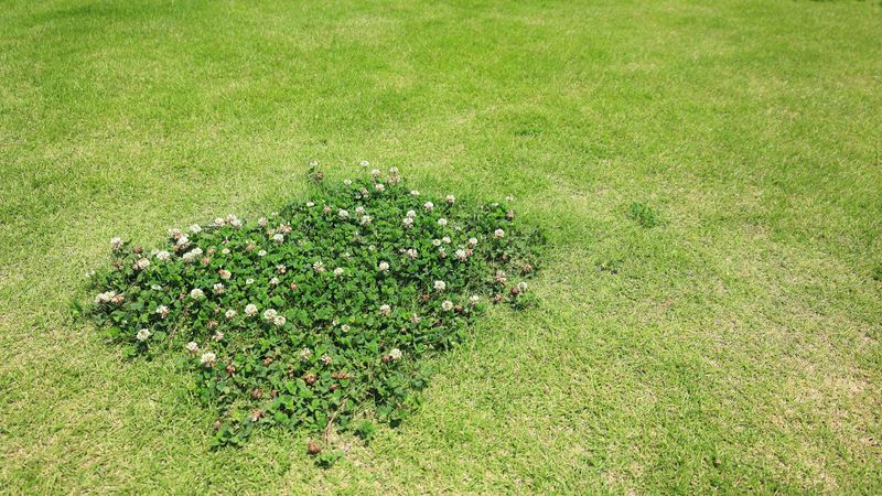 A Clover Patch Can Reveal Thin Turf