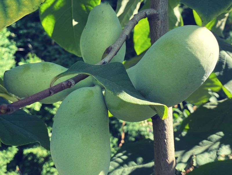 Pawpaw Makes the Strongest First Impression