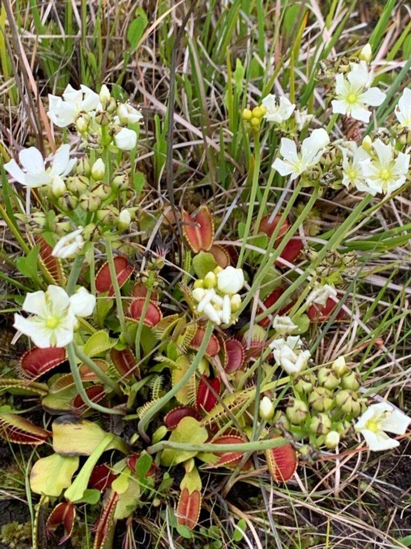 The Plant Behind the Rumor May Be a Venus Flytrap