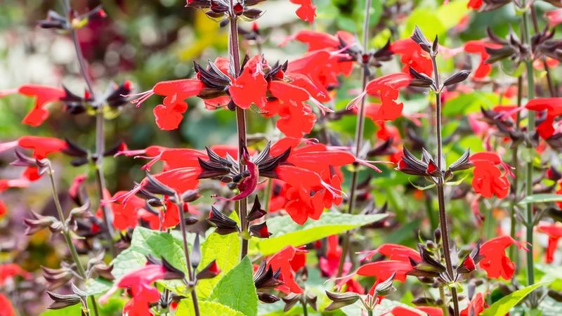 A Long-Blooming Sage Worth Knowing