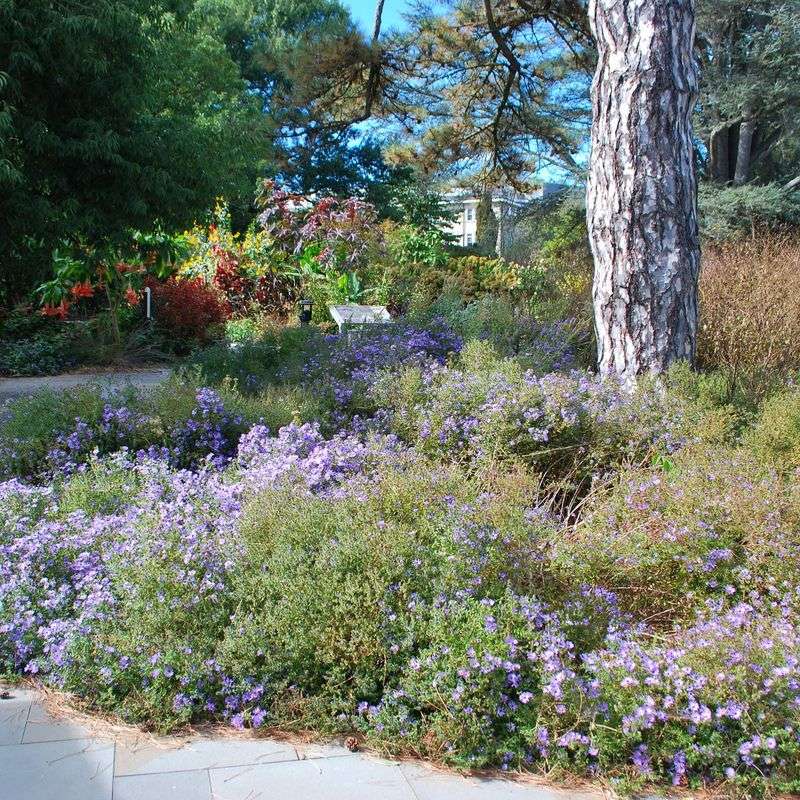 Meet The Native Perennial Behind The Promise