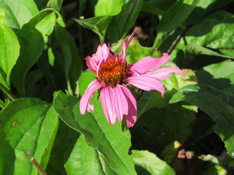 Purple Coneflower Is A Summer Garden Mainstay
