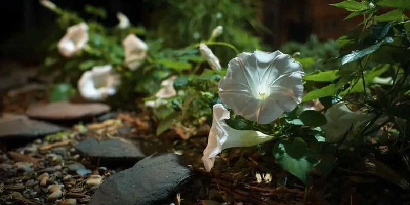 Moonflower Changes The Dusk