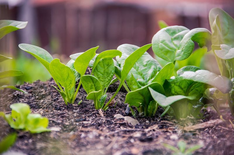 Spinach Sprouts Best In Warm August Soil